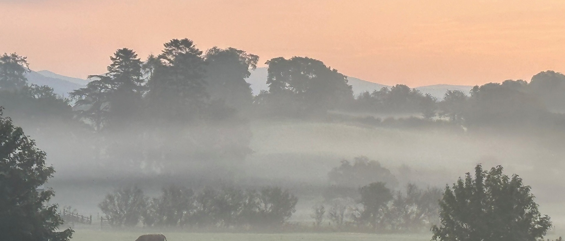 Misty Lake District valley at dawn with grazing cattle